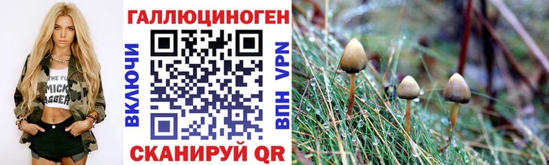 Купить  Ветлуга  Галлюциногенные грибы MAGIC MUSHROOMS 